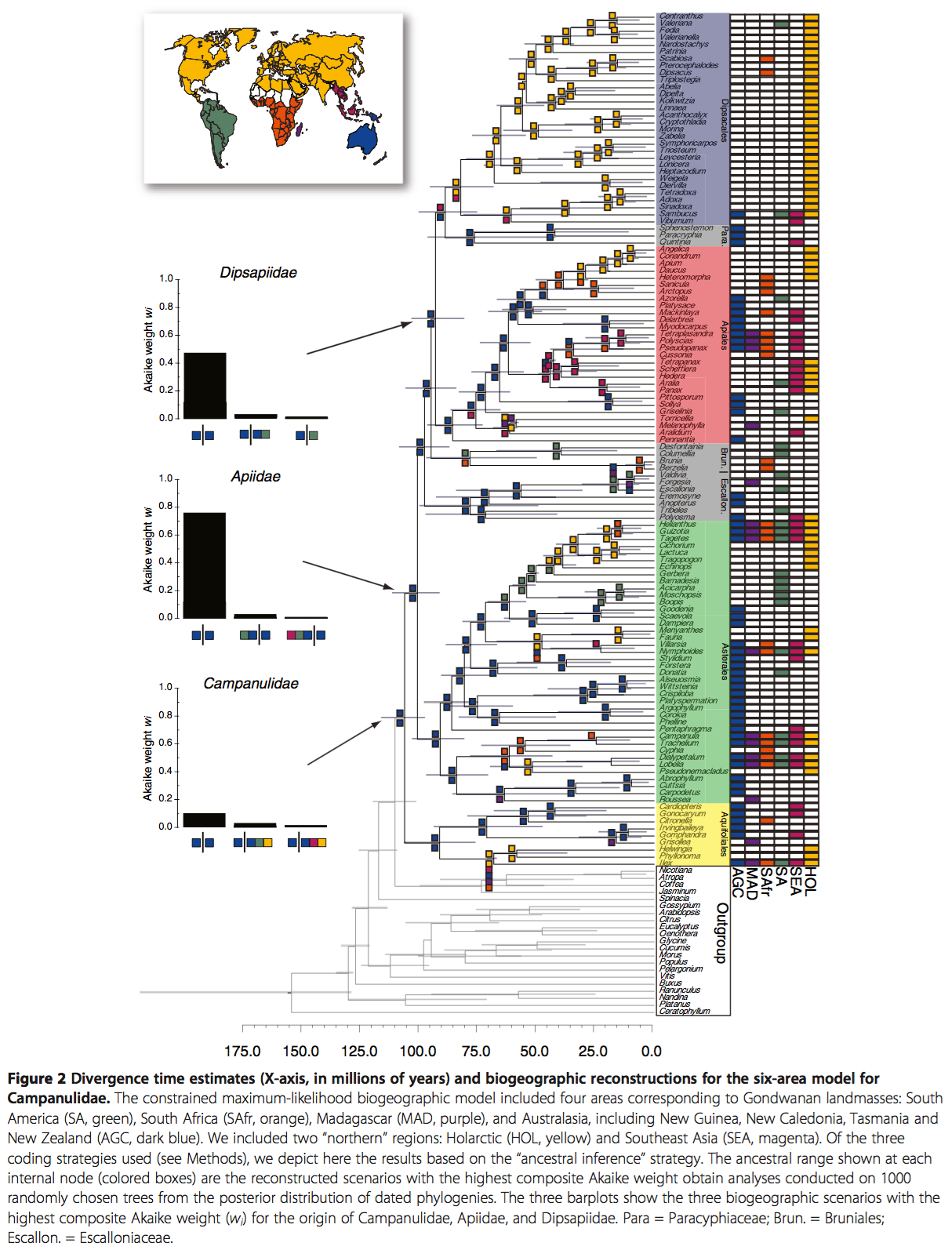 angiosperm phylogeny